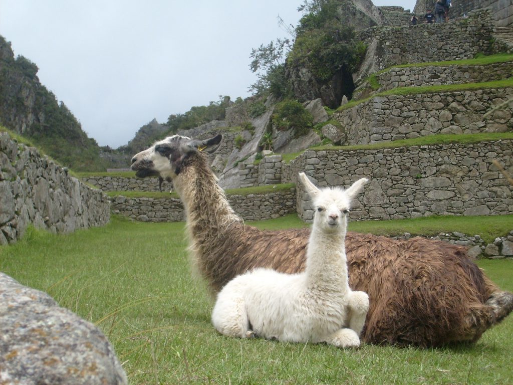 Lamas Machu Picchu