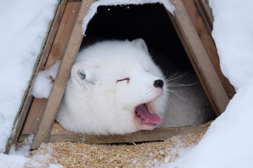 Chien de traîneau en Laponie