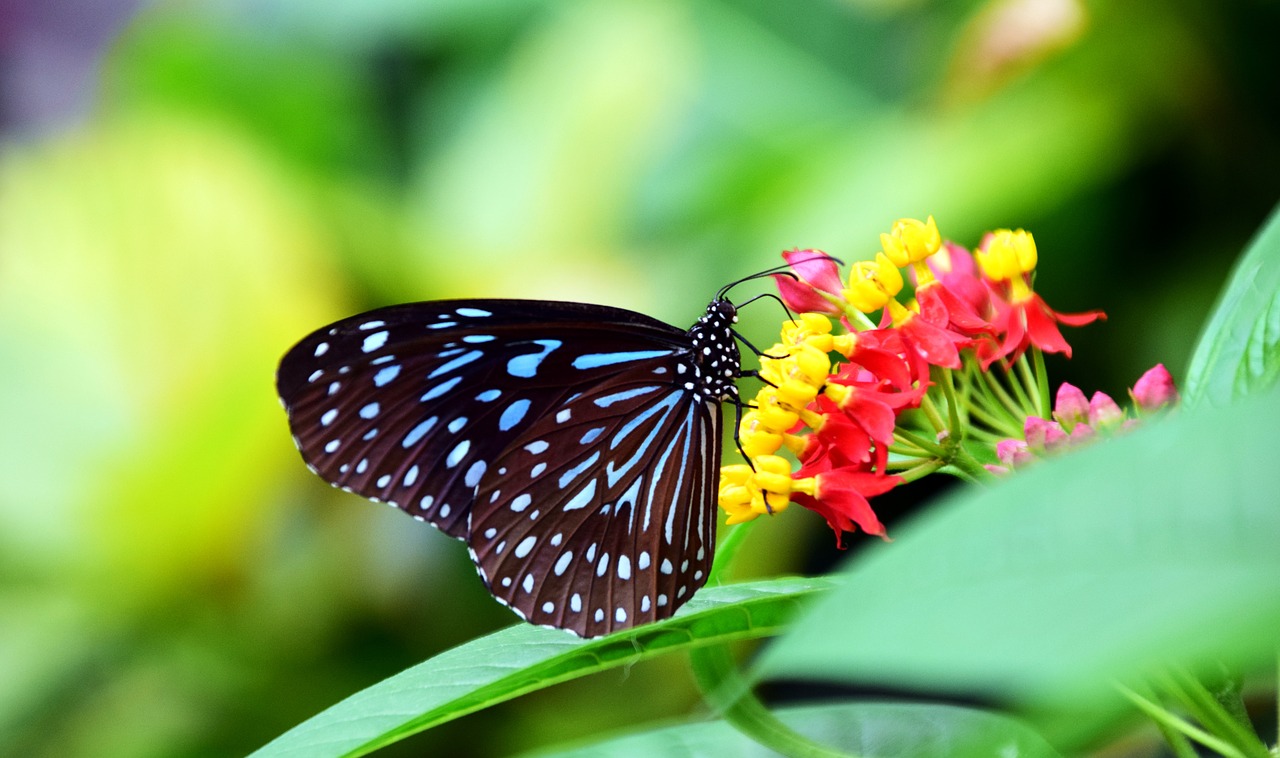 papillon à Hamakua