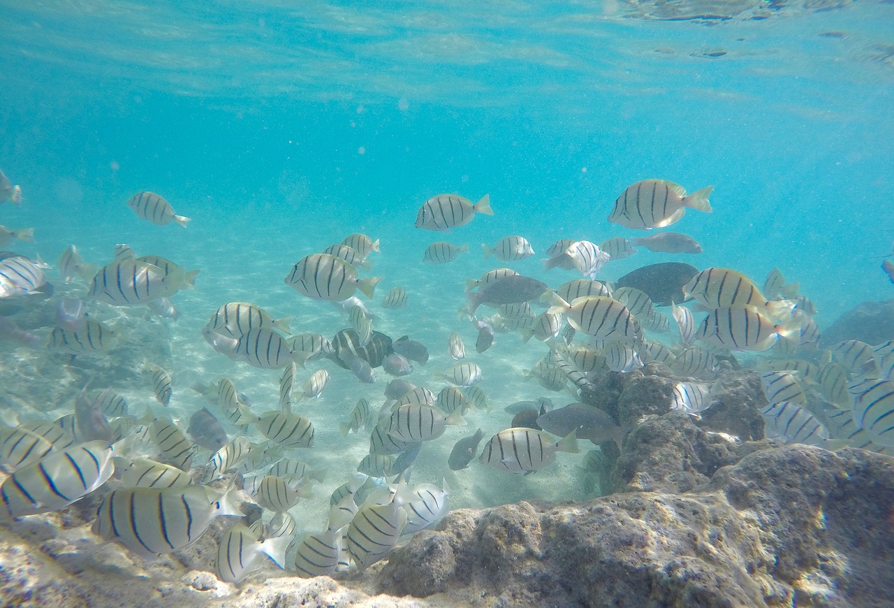 plongée à Hawai