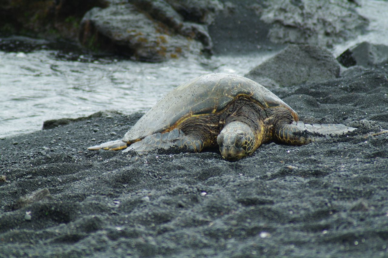 tortue