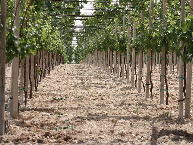 vigne-italie-salento-pouilles