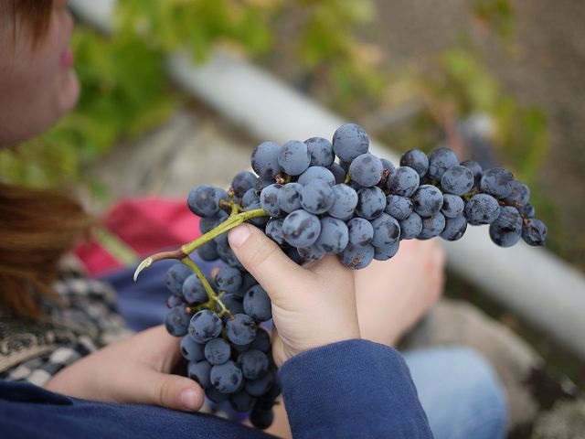 vignoble-italie-ombrie