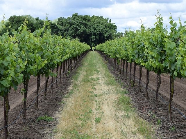 Les routes des vins de la France et de l'Italie - Mordus d'Italie