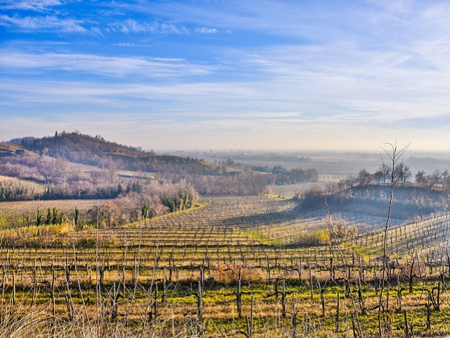 vin-italie-montepulciano-di-abruzzo