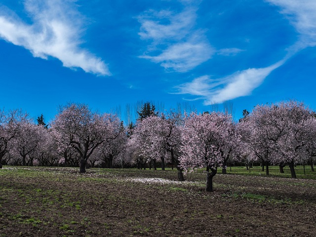 italie-hiver-sicile-amandiers