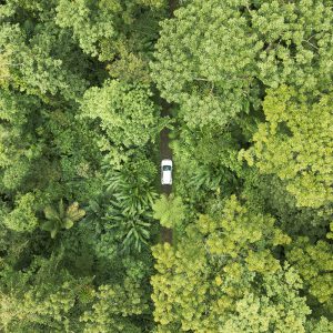 route traversée dans la verdure