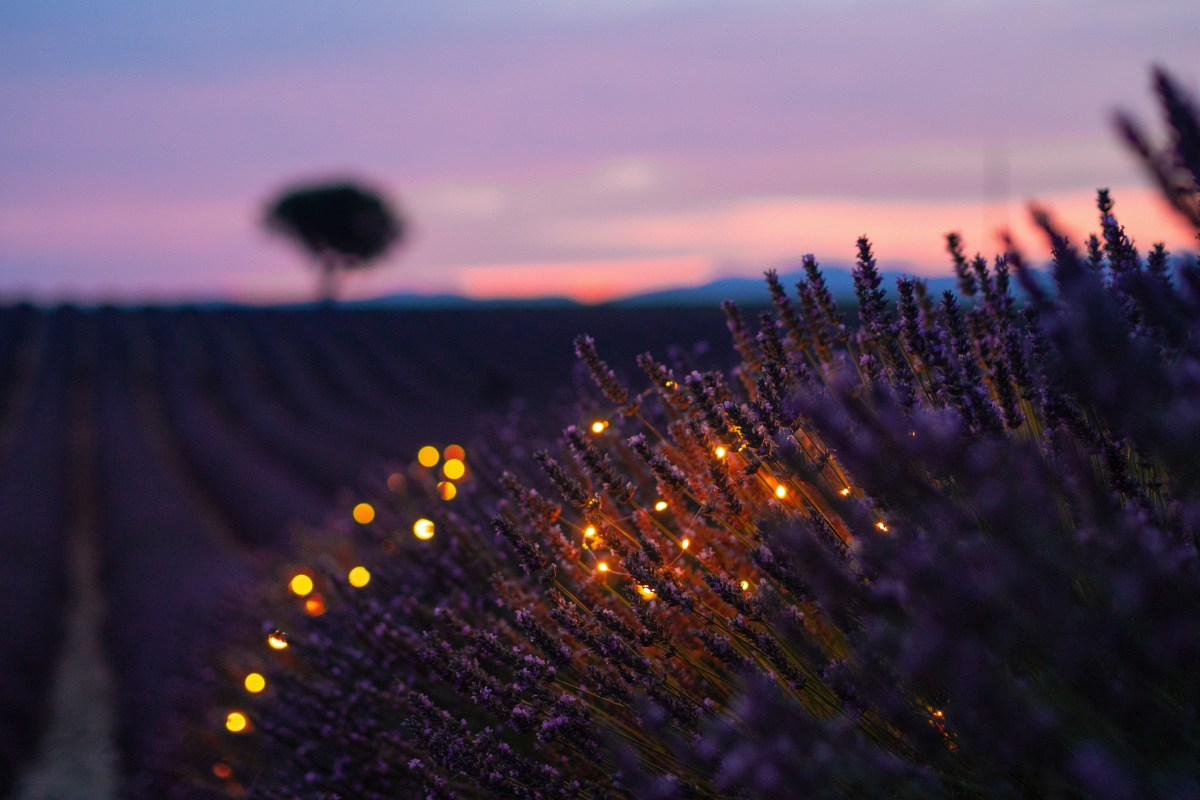 les-plus-beaux-endroits-de-provence-lavande