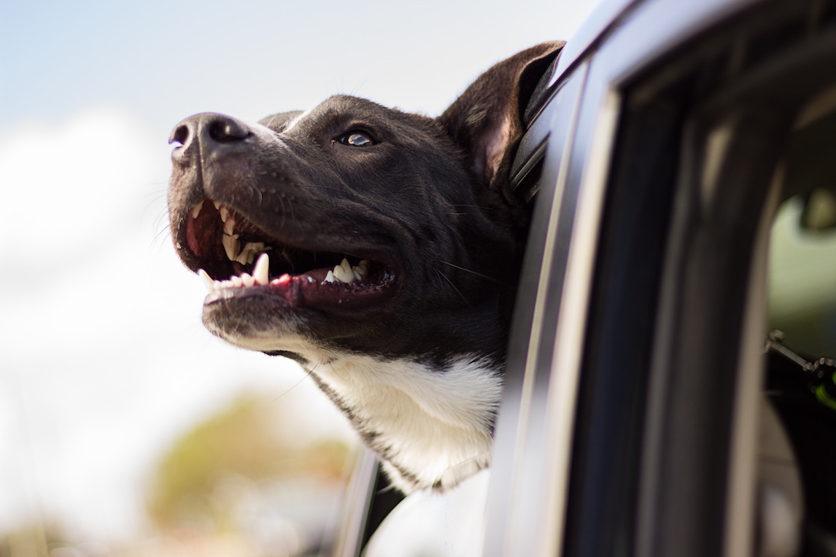 chien à la fenêtre d'une voiture