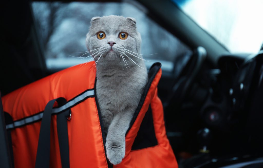 Un chat en voyage