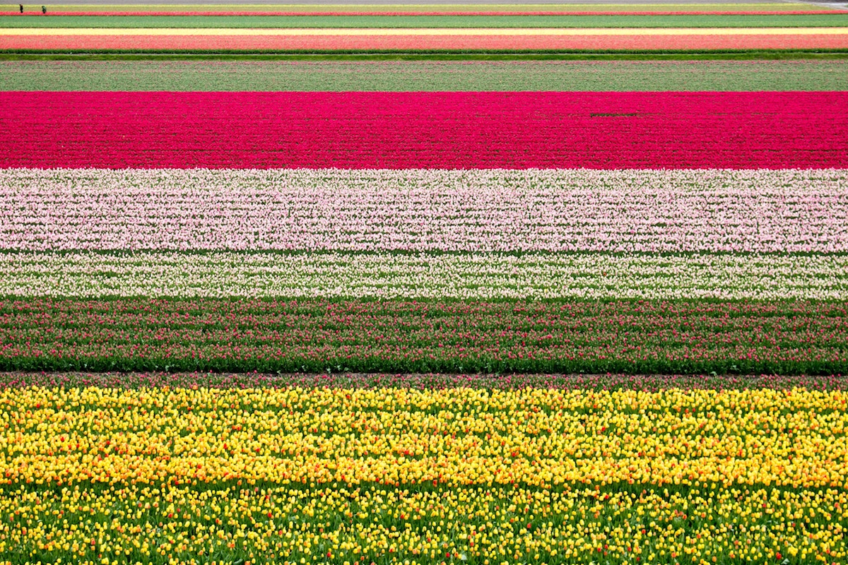 que-faire-autour-de-zandvoort-tulipes-keukenhof