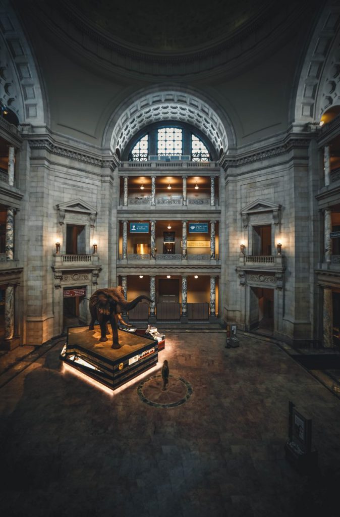 éléphant dans le musée d'histoire naturelle de Washington