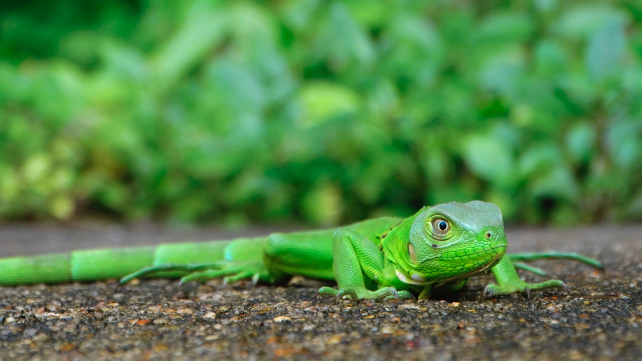 Parc amazonéen de Guyane