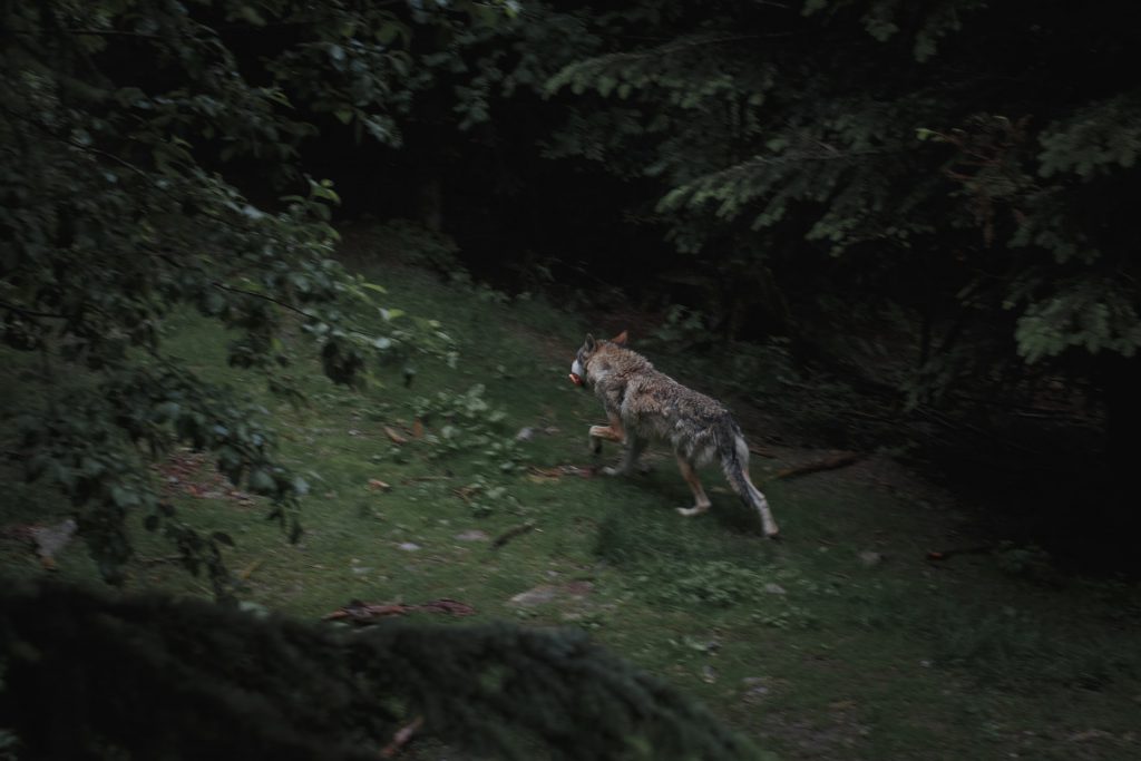 Un loup dans le Parc du Mercantour - SIXT