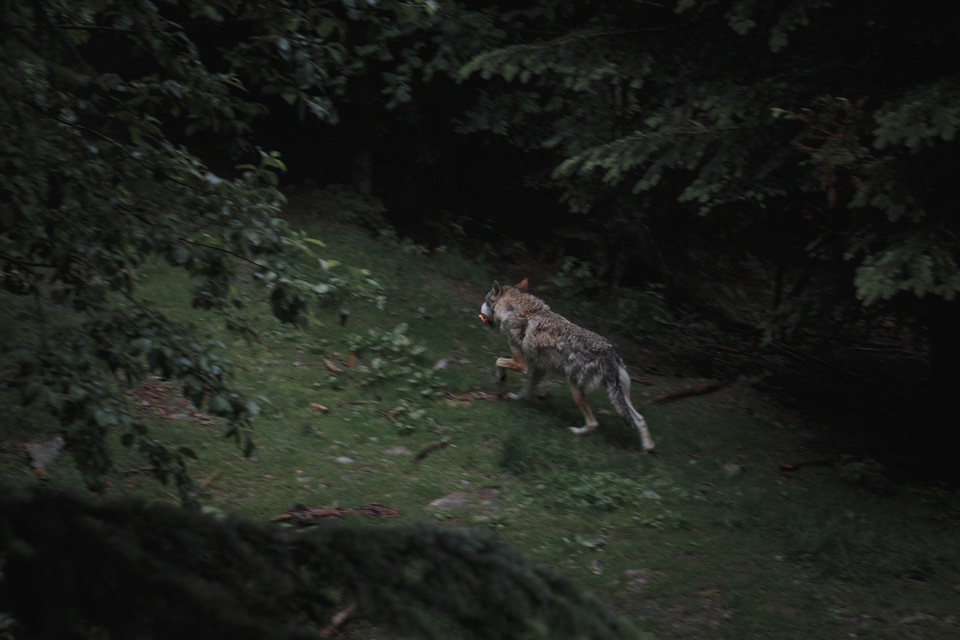 Parc régional du Mercantour france : un loup