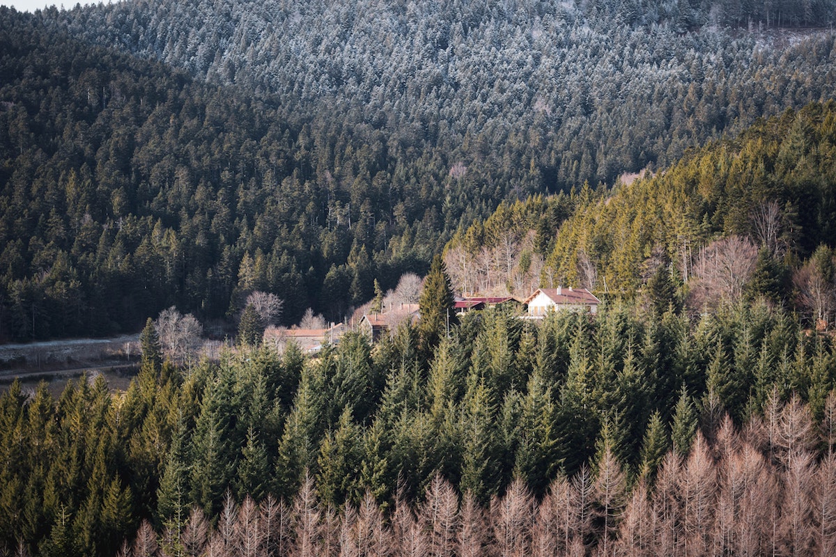 Les sapins du massif entre Loire et Rhône