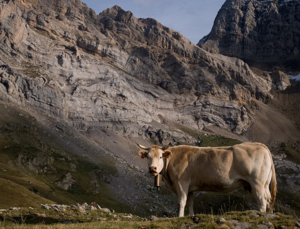 Les vaches à Gavarnie, dans les Pyrénées pendant votre itinétaire - SIXT 