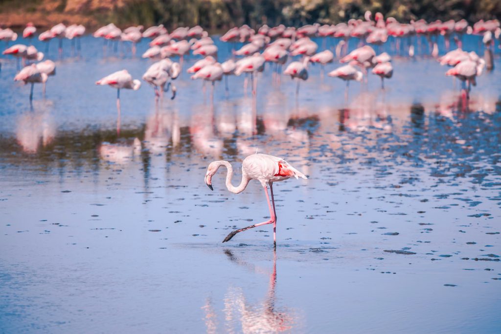 flamants roses camargue