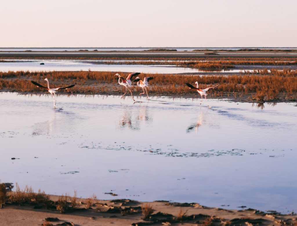 Visiter la Camargue