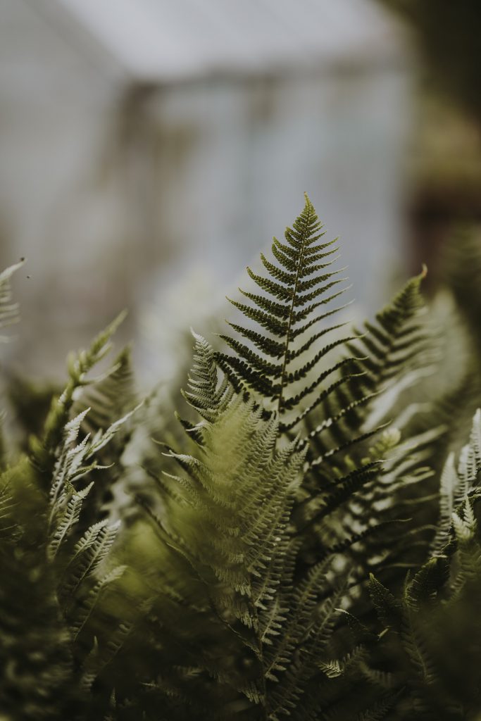 plante dans un jardin