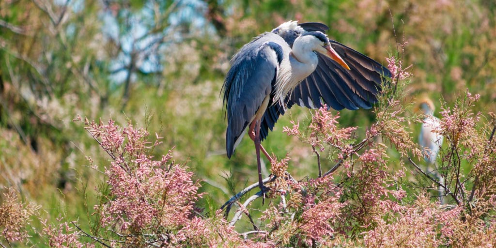 Parc Ornithologique du Pont de Gau Oiseau