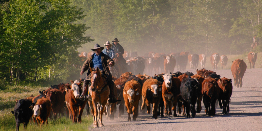 Manade en Camargue