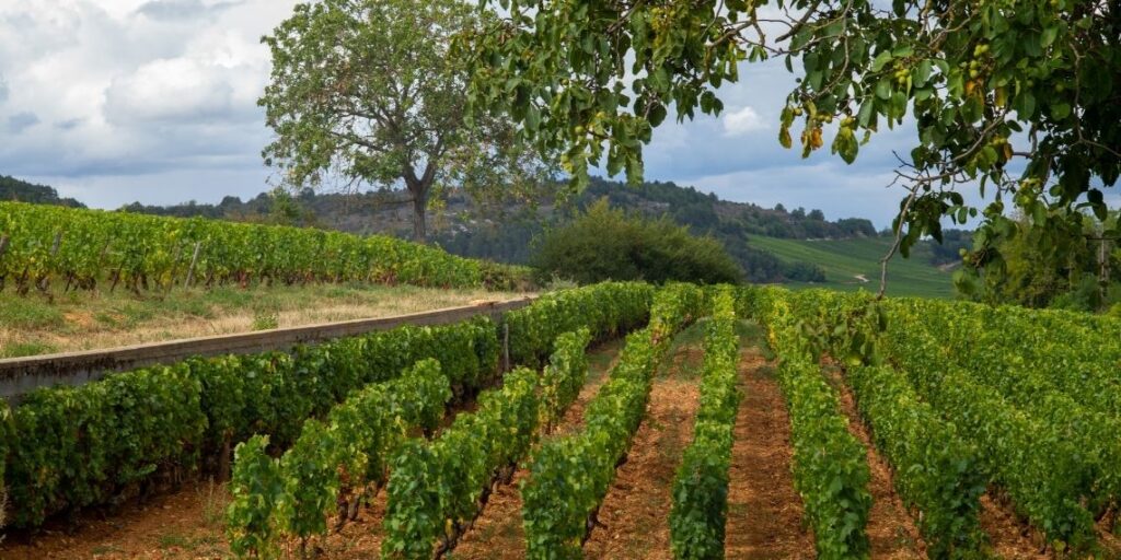 vignobles en bourgogne