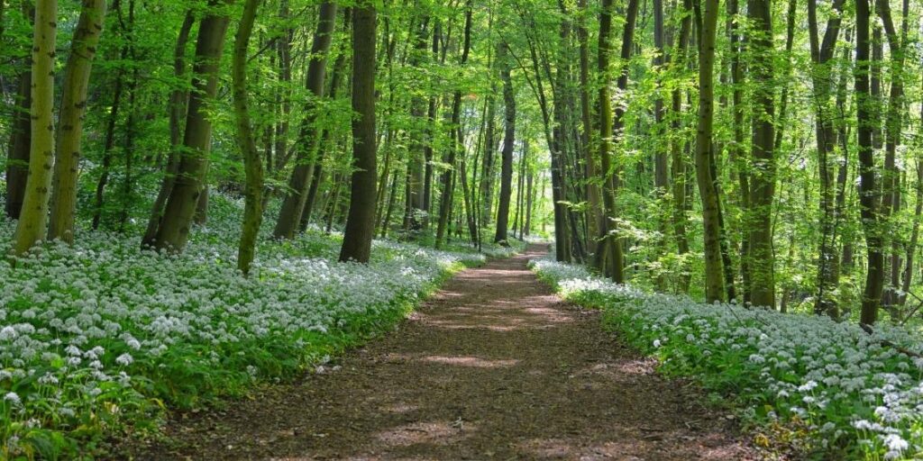 forêt de Haguenau