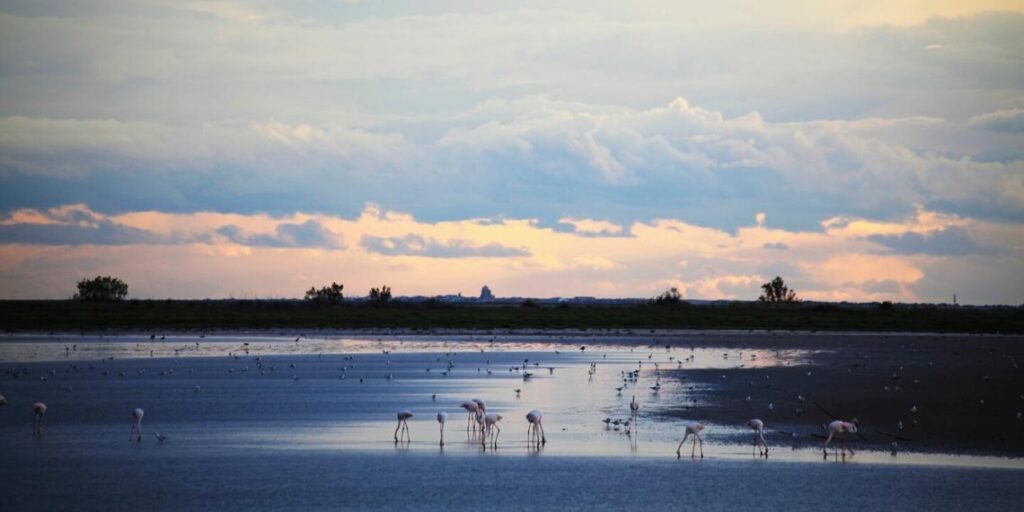 marais salants camargue