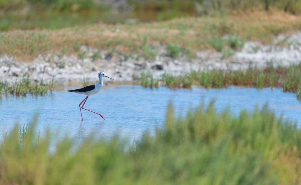 La Réserve Naturelle Nationale de Lilleau des Niges