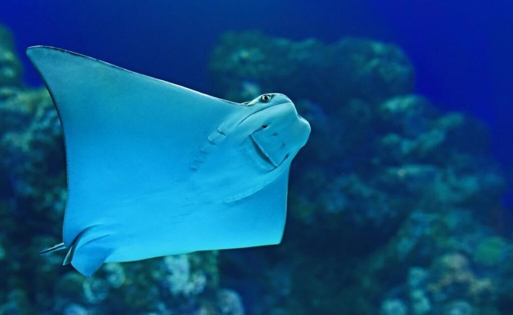 aquarium saint malo