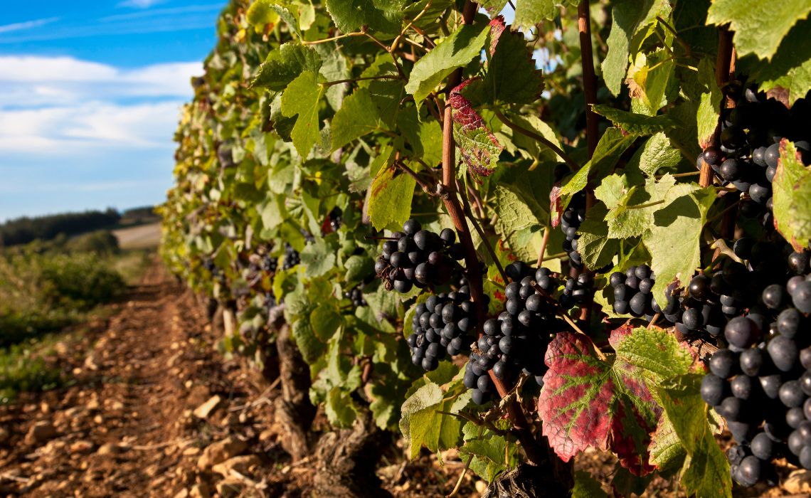 Découvrez la route des grands crus de Bourgogne le temps d'un week-end - SIXT