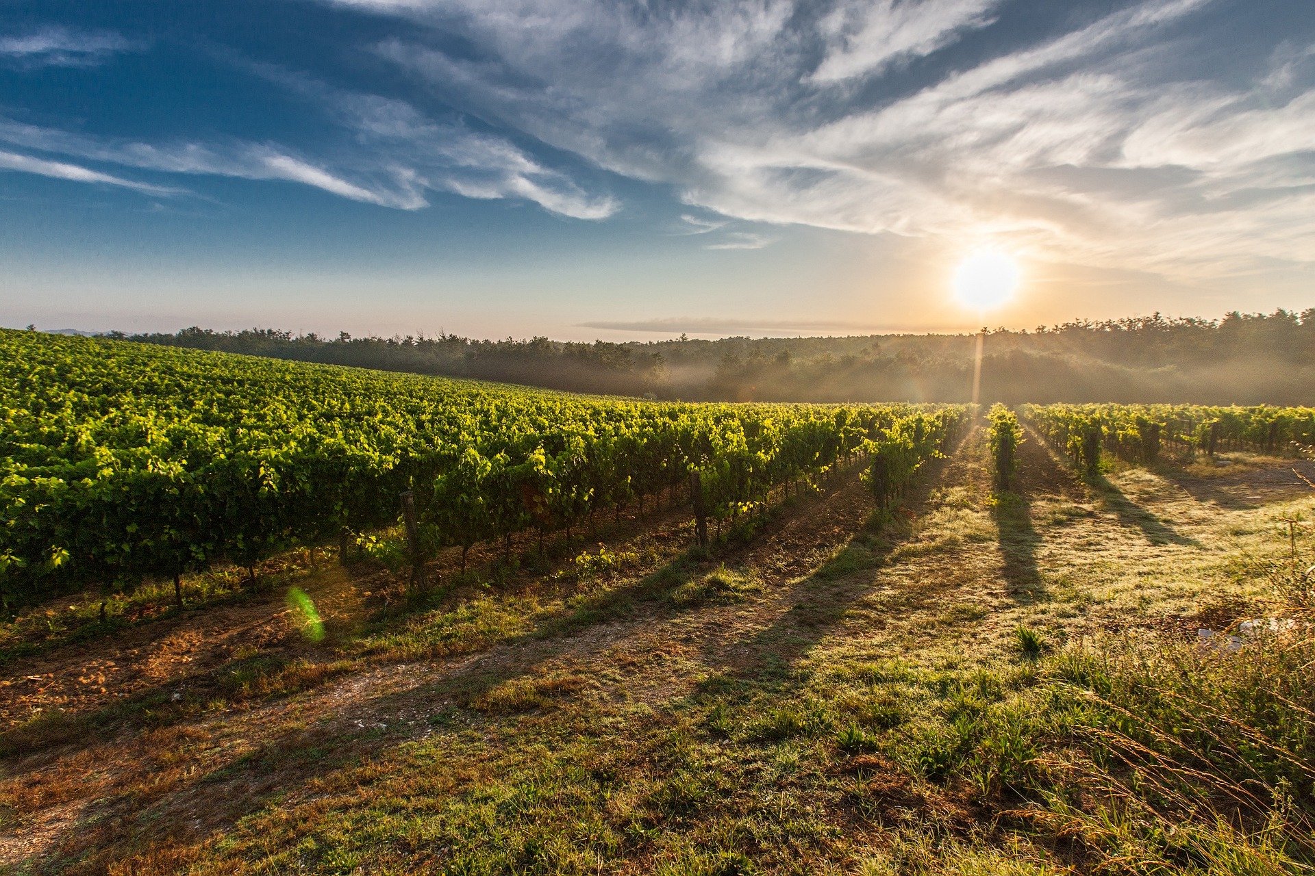 Le soleil levant sur les vignes, à consommer sans modération Baladez vous au coeur des vignobles de Saint-Émilion lors de votre week-end en Nouvelle Aquitaine-SIXT