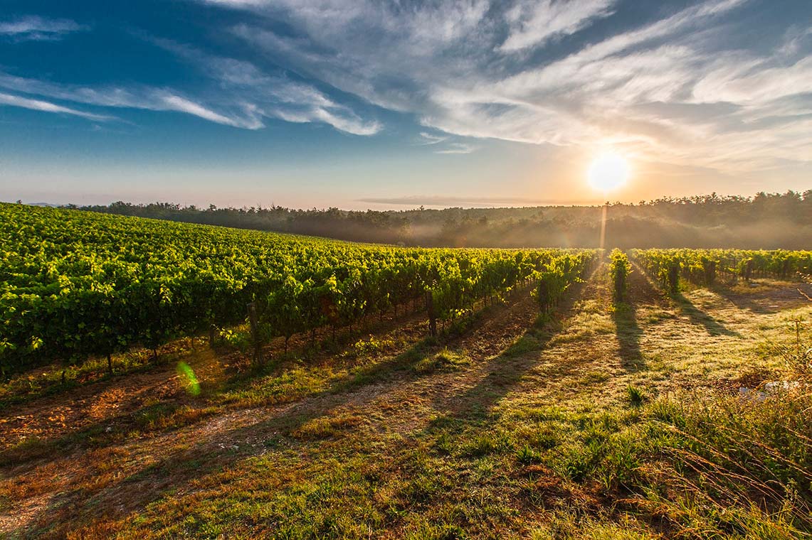 Baladez vous au coeur des vignobles de Saint-Émilion lors de votre week-end en Nouvelle Aquitaine-SIXT