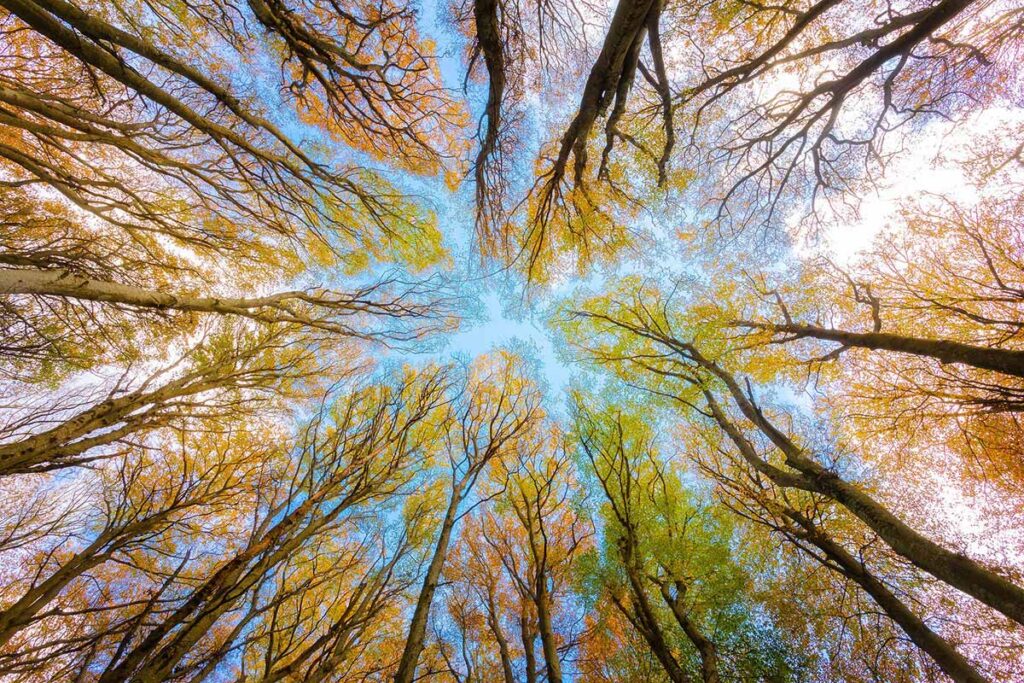 La Forêt de Crecy, magnifique à voir durant votre week-end - SIXT