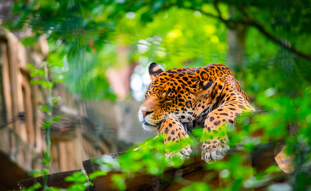 Le zoo de Beauval, un lieu d'attraction pour votre week-end dans le centre Val-de-Loire - SIXT