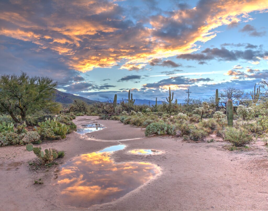 Partez à la conquête du désert de Tuscon pendant votre road trip en Arizona - SIXT