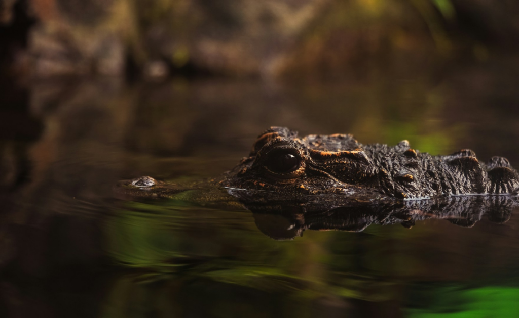Faites comme les crocodiles : prenez le soleil lors de votre road trip en Floride - SIXT