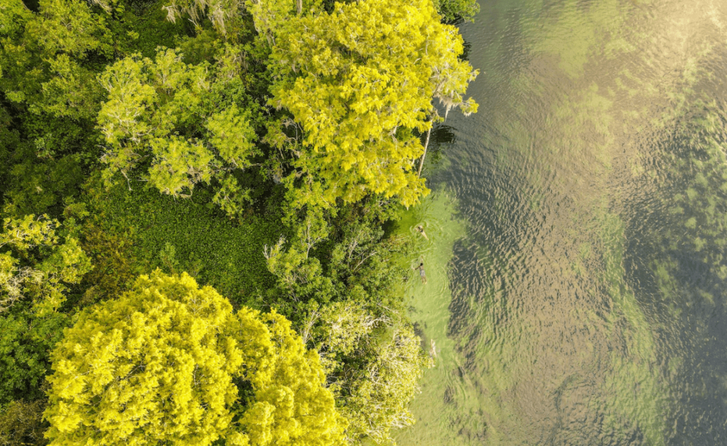 La Suwannee River : une faune aussi riche que le Parc national des Everglades ! -SIXT