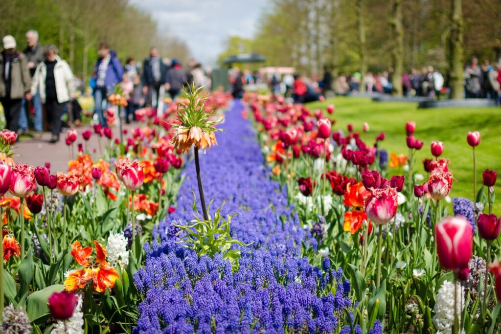 Admirez les couleurs du jardin botanique de keukenhof lors d'un road trip aux Pays-Bas - SIXT