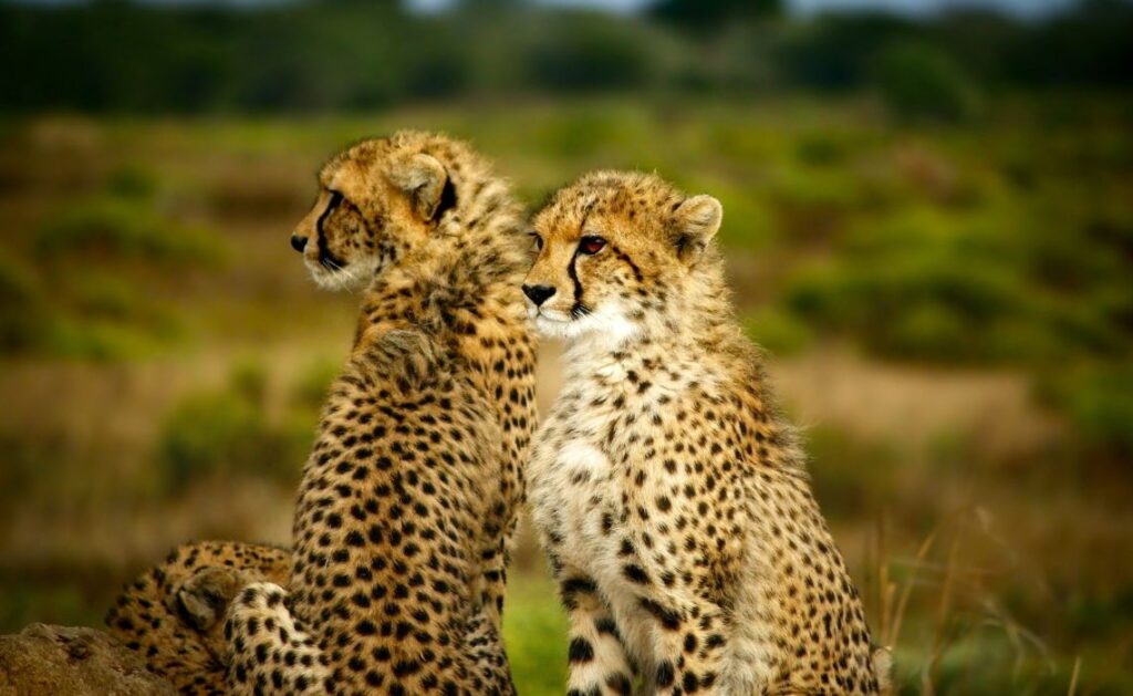 Préparez votre road trip en Afrique du Sud avec SIXT - SIXT