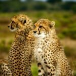 Préparez votre road trip en Afrique du Sud avec SIXT - SIXT