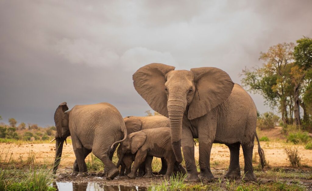 La région du KwaZulu-Natal, une expérience à vivre lors d'un road trip en Afrique du Sud ! - SIXT