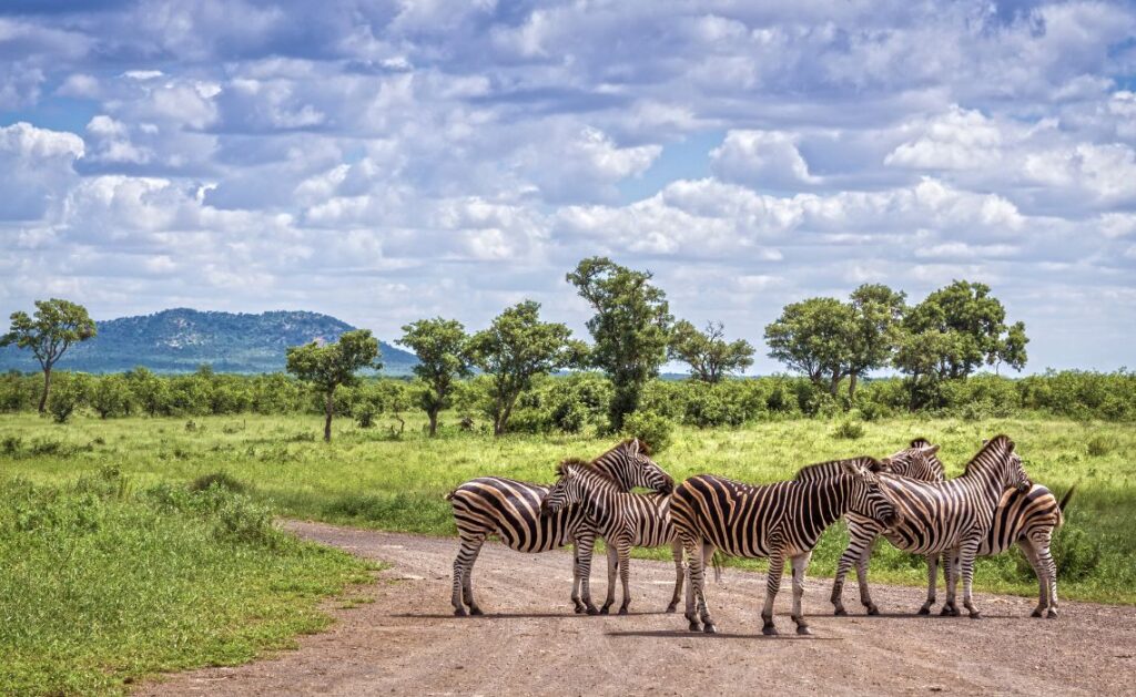 Découvrez le Parc national de Kruger pendant votre road trip en Afrique du Sud - SIXT