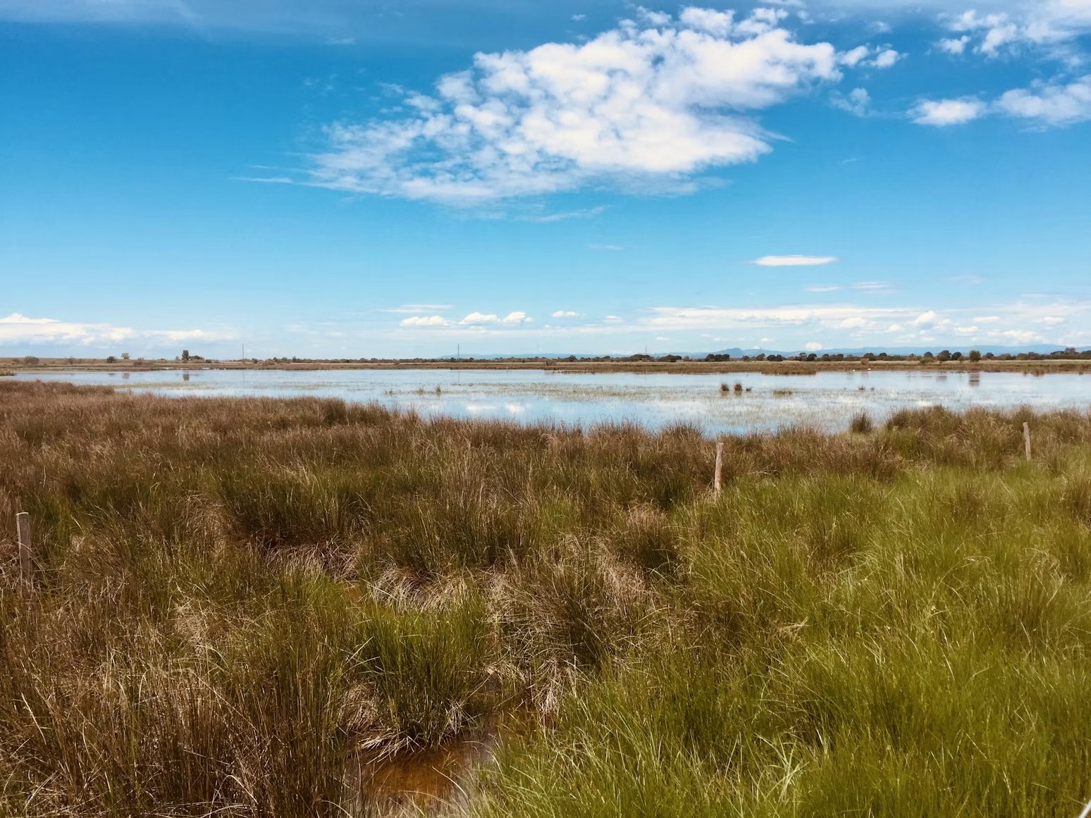 Une prairie verte au bord d'un plan d'eau sous un ciel bleu.